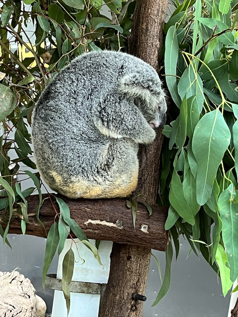 キュランダの動物園のコアラ