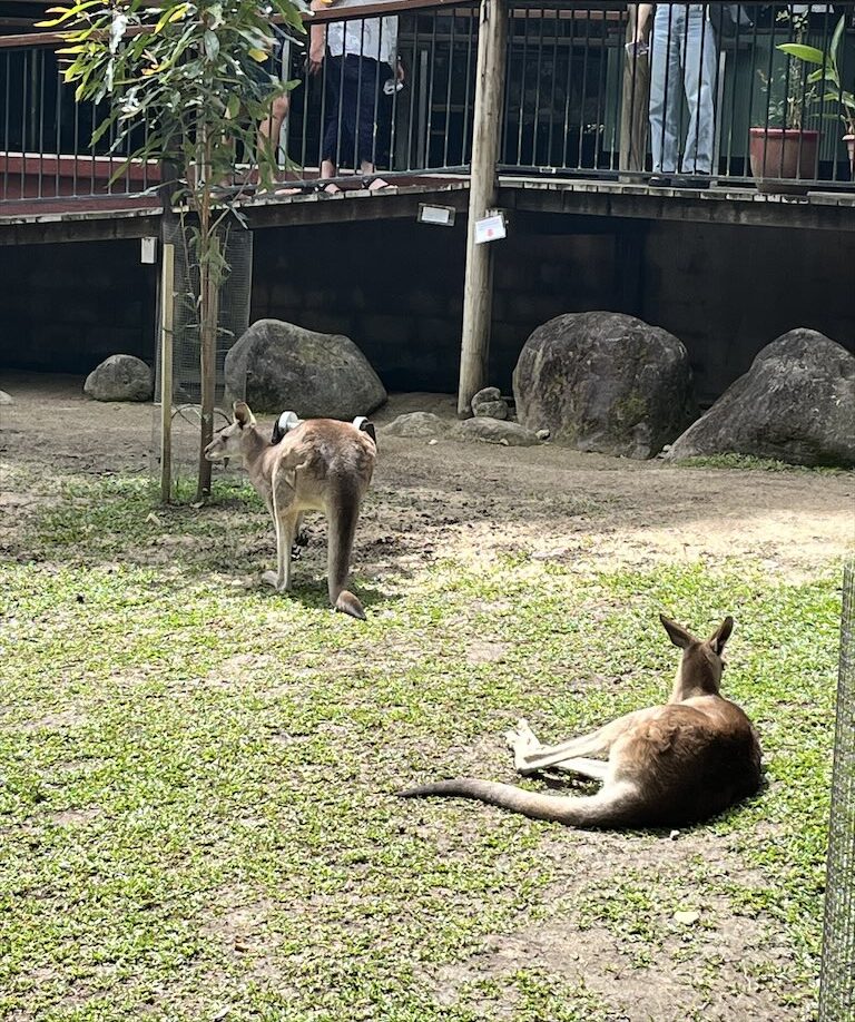 キュランダの動物園のカンガルー