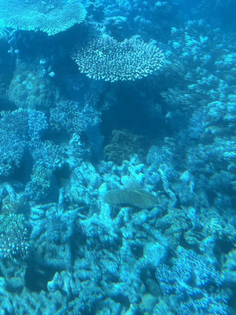 半潜水艇の窓から見たグレートバリアリーフ1